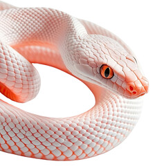 Fototapeta premium Serene White Snake Coiled Elegantly on a Soft Surface with Intricate Scales and Fascinating Eye Detail