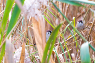 The Eurasian tree sparrow (Passer montanus) sit in the reed beds.