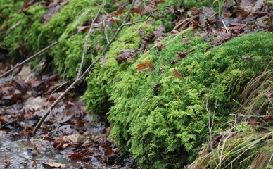 Stairstep-moss