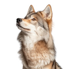 Fototapeta premium Majestic Grey Wolf Portrait Displaying Intense Gaze Against White Background