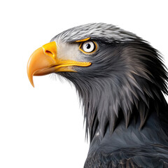 Obraz premium Majestic Eagle Portrait Showcasing Detailed Features and Vivid Colors Against a Soft Background in Natural Habitat