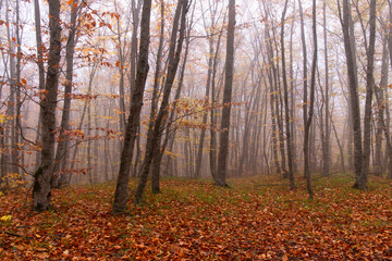 Fototapeta premium Yellow leaves lie on the ground in the autumn forest.