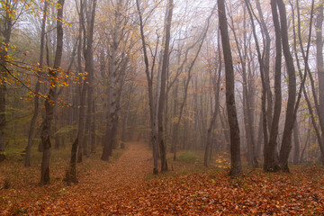 Obraz premium Yellow leaves lie on the ground in the autumn forest.