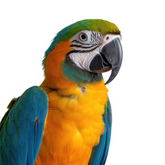 Obraz premium Vibrant Blue and Yellow Parrot with Intricate Feather Patterns and Bright Eyes Against a Neutral Background