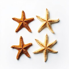 Four starfish on white background two orange two light yellow