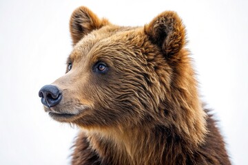 Fototapeta premium A captivating drone shot: a young brown bear, perfectly isolated against a pristine white background.