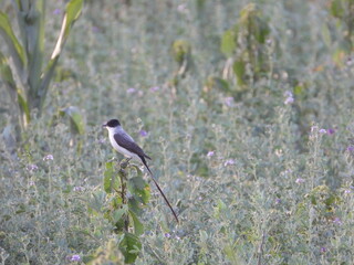 Fork-tailed flycatcher in a branch