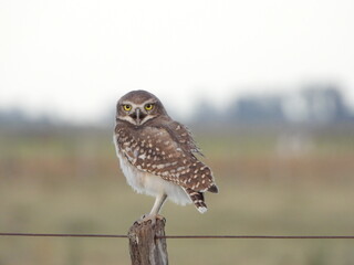 young burrowing owl perched on branch