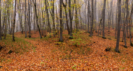Obraz premium Fallen yellow leaves lie on the ground in the autumn forest.