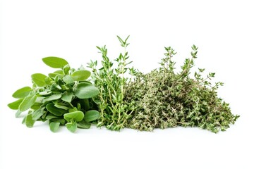 Fototapeta premium Isolated dry thyme dried marjoram oregano ground thyme seasoning thyme leaves and rosemary on a white background viewed from the side