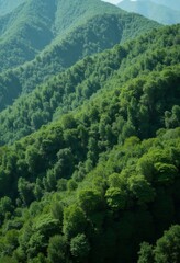 Obraz premium Green mountain forest landscape with layered hills