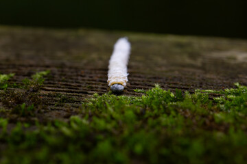 A silkworm crawling along the railing of a boardwalk in an Ontario forest.