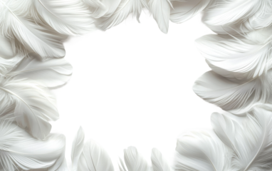 Elegant White Feather Frame for Creative Designs Isolated on transparent background