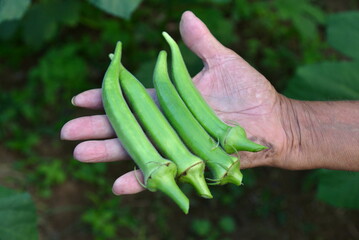 Hand holding organic okra harvested by hand. Family farming. 