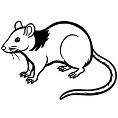 Rat on white background