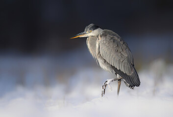 Gray heron bird ( Ardea cinerea )