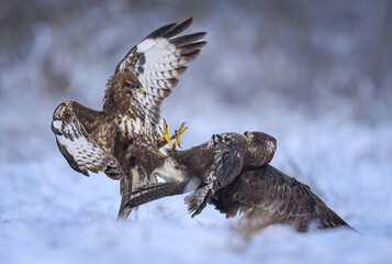 Common buzzard bird ( Buteo buteo )