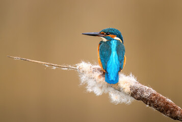 European Kingfisher ( Alcedo atthis ) close up
