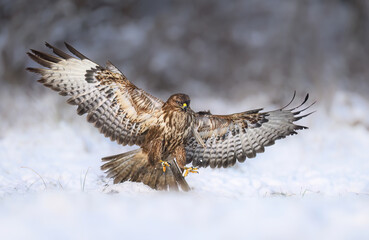 Common buzzard bird ( Buteo buteo )