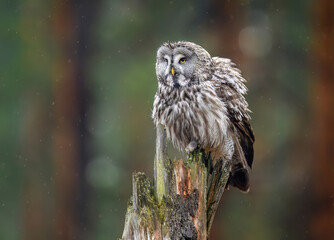 Great grey owl ( Strix nebulosa ) close up