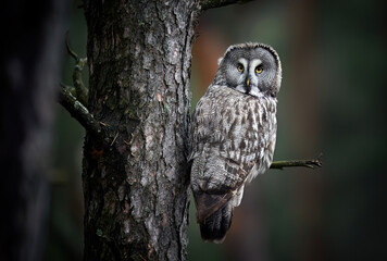 Great grey owl ( Strix nebulosa ) close up