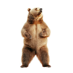 Fototapeta premium Majestic Brown Bear Standing Upright Against a Clean White Background in a Natural Pose