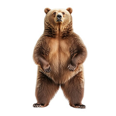 Obraz premium Majestic brown bear standing upright in a natural pose showcasing strength and beauty in a wild forest environment