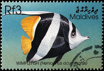 Wimplefish on postage stamp from Maldives