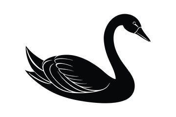 black swan isolated on white