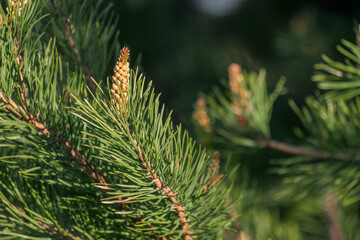A tree with green leaves and a brown tip