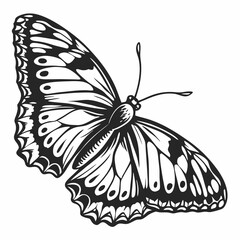 Butterfly Black silhouette