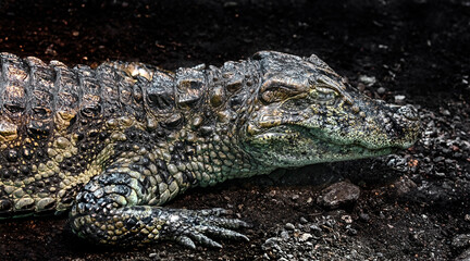 Broad-snouted caiman. Latin name - Caiman latirostris	