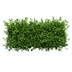 Fototapeta premium Lush Green Hedge Foliage with Vibrant Leaves for Landscaping and Garden Design