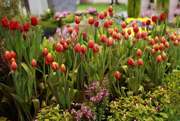 Multicolored tulips blooming in the exhibition room with other brightly colored flowers. It is symbolic winter flower of Holland. Leaves tulipa spp. L. ovate, have elongated, Dark orange, light pink
