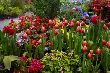 Obraz premium Multicolored tulips blooming in the exhibition room with wishbone flower and other brightly colored flowers. It is symbolic winter flower of Holland. Leaves tulipa spp. L. Brightly colored flowers 