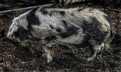 Domestic boar digging in the enclosure