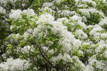 Beautiful Chinese fringetree flowers.	