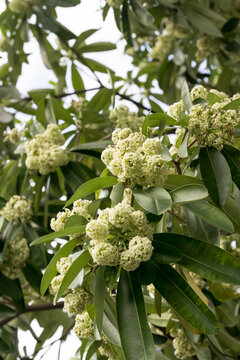 Beautiful Blackboard Tree (alstonia scholaris) flowers.