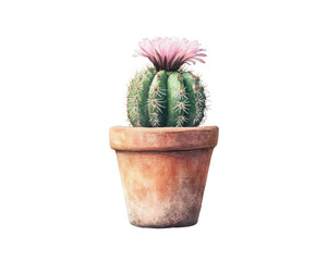 Cactus in terracotta pot with pink flower, white isolate background