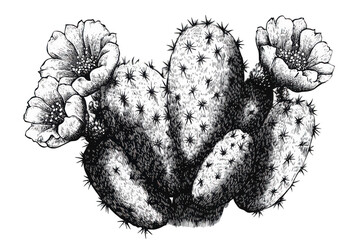 Hand-drawn design, vintage black-and-white engraving, a classic artistic treasure. PNG transparent...