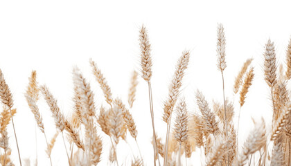 Fototapeta premium wheat on a completely png
