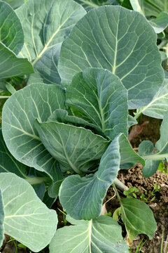 closeup the young ripe green cabbage plant growing in the farm soft focus natural green brown background.