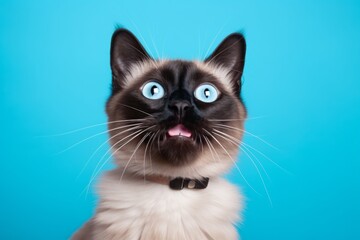 Fototapeta premium Portrait of a funny balinese cat isolated on pastel teal background