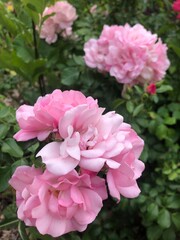 Fototapeta premium Light pink roses in bloom in the garden.