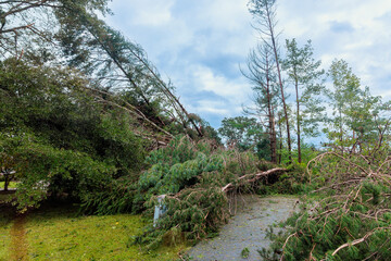 After severe storm, fallen trees block pathway branches debris cover ground, demonstrating hurricane impact on natural landscape.