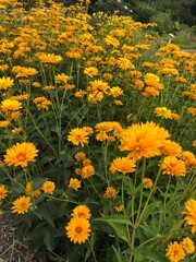 Obraz premium A field of blooming yellow flowers.