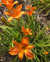 Fototapeta premium Orange Day Lily with multiple blooms in the garden. 