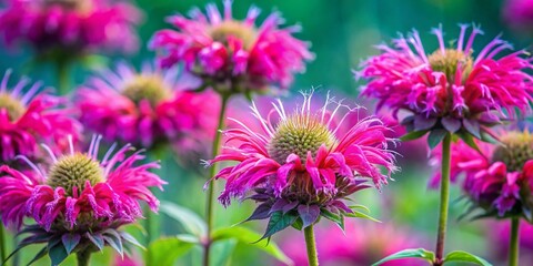 Obraz premium Macro Pink Bee Balm Flower Close Up with Blue Thistle Background - Garden Bloom