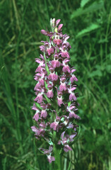 Dactylorhiza majalis or broad-leaved marsh orchid