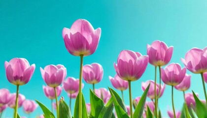 Fototapeta premium tulips with rich green leaves and a warm abstract blue background